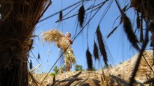 Europska udruga poljoprivrednika: Osigurati samodostatnost i ojačati proračun