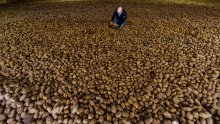 Proizvođači pogođeni koronakrizom mole Belgijance da jedu pomfrit
