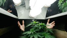 Na Krku pronađeni laboratoriji za uzgoj kanabisa, pritvorena trojica