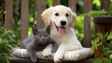 Psi i mačke ne mogu prenijeti koronavirus