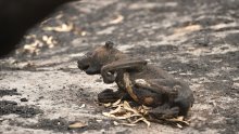 Tri milijarde životinja stradale u australskim požarima; to je jedna od najgorih katastrofa za divlje životinje u modernoj povijesti