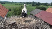 HEP ODS ulaže značajne napore u zaštitu ptica