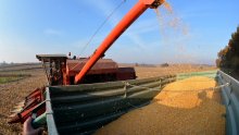 Proizvodnja kukuruza u Hrvatskoj povećana jedan posto, prinos po hektaru devet tona