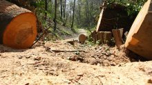 Kod Jasenovca 32-godišnji šumar poginuo rušeći stablo hrasta