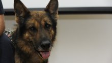 S travom u džepu pomilovao policijskog psa pa završio u zatvoru