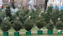 Dragan Kovačević poziva građane: Kupujte domaća božićna drvca, imamo tisuću proizvođača