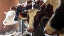 Srpski kralj mesa najavio masovna otpuštanja u Slavoniji