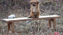 [FOTO/VIDEO] Prizor iz Majskih Poljana koji slama srce; pas čeka vlasnika koji neće doći