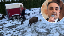 Antun Ponoš kao sportski komentator: Pogledajte utakmicu našeg poznatog glumca i pripitomljene divlje svinje