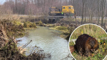 Mještanima dabrovi začepili odvodne kanale i zadavali im muke; danas su uklonjene brane koje su napravile ove zaštićene životinje