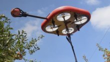 Nema rasipanja: Izraelski leteći roboti preuzeli poslove berača zrelog voća