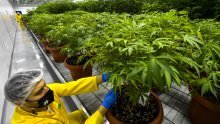 Kanabis nikad bliže legalizaciji u Njemačkoj. Nova vlada sigurno ukida zabrane, samo je pitanje koje