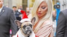 Hoće li biti dovoljno? Lady Gaga nudi nagradu od 3 milijuna kuna da joj vrate otete ljubimce