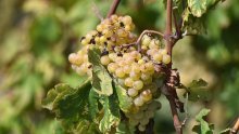 Europa planira drastično smanjenje pesticida. Mogu li hrvatski vinogradi to izdržati? Posebno jedna dalmatinska, autohtona sorta