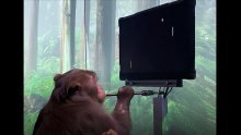 [VIDEO] Musk se pohvalio: Majmun igra Pong pomoću uma