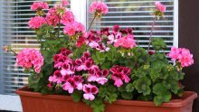 Prekrasne i jednostavne pelargonije: Kako uzgajati omiljeno cvijeće za balkone i terase?