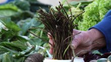 Lopovi 'pobrali' 300 kilograma šparoga, šteta 3000 eura