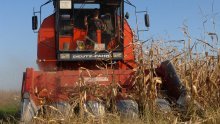 Očajnim ratarima sunce spržilo kukuruz, cijene žitarica lete u nebo, na koljenima i stočari: 'Ozbiljno razmišljam o tome da farmu svinja svedem na biološki minimum'