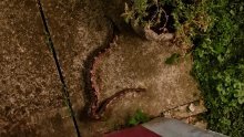 [FOTO/VIDEO] U Zagrebu je nekome usred noći odlutao kraljevski piton! Dumovec ga je spasio, no sada traže vlasnika