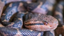 Imunološki zavod počinje proizvoditi zmijski protuotrov na farmi u Brezju