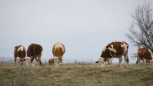 Bolest kvrgave kože stigla na 200 km od granice