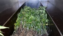 Određen istražni zatvor 29-godišnjaku koji je krijumčario 16 kg marihuane; drogu nanjušio detektiv Aba