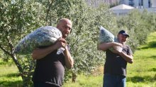 Urod maslina toliko slab da će neki preskočiti berbu, rast cijena maslinova ulja neće se izbjeći