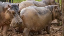 Kolumbija sterilizirala 24 nilska konja s bivšeg imanja Pabla Escobara jer se nekontrolirano šire