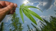 Njemačka bi legalizacijom kanabisa mogla ubirati do 5 milijardi eura godišnje