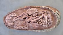 [FOTO] Otkriven savršeno očuvani embrij dinosaura, pogledajte malo biće staro najmanje 66 milijuna godina