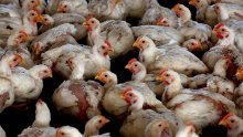 Novi slučaj ptičje gripe u Osječko-baranjskoj županiji