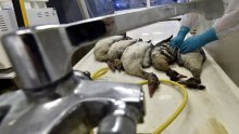 Europa se suočava s najgorom epidemijom ptičje gripe