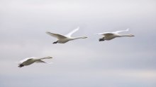 U Sloveniji sve više slučajeva ptičje gripe kod divljih ptica
