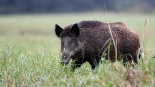 U Primorsko-goranskoj županiji lani ulovljeno 4589 divljih svinja