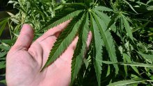 Policija u Đakovu otkrila laboratorij za uzgoj i zaplijenila četiri kilograma marihuane