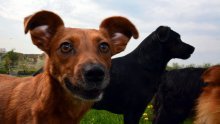 Prijatelji životinja za (su)financiranje obvezne kastracije: U 7 godina samo jedna ženka psa i njezino potomstvo mogu donijeti na svijet 67 tisuća štenaca