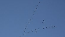 Novi slučaj ptičje gripe kod divljih ptica u Vukovarsko-srijemskoj županiji