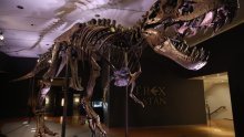 Stan, T-rex of skoro 32 milijuna dolara, bit će izložen u Abu Dhabiju