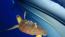 Marine turtle rescue centre opens in Mali Losinj