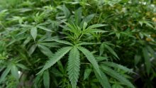 Sabor odbio prijedlog Socijaldemokrata o iskorištavanju potencijala konoplje: 'To je paravan za legalizaciju marihuane'