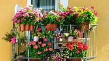 Lijepe i lake za održavanje: Biljke koje prekrasno izgledaju na balkonu, a o njima se gotovo uopće ne morate brinuti