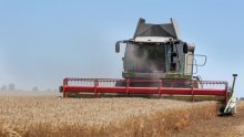 Žetva pšenice u punom jeku, ratari nezadovoljni otkupnom cijenom; Brlošić: Bit će dobro ako 80 do 90 posto ne ode u izvoz
