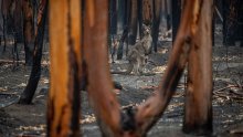 Australske flora i fauna ugroženije nego ikada od šumskih požara, suše, ljudske aktivnosti i globalnog zatopljenja