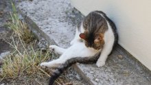 Nakon još jedne uginule životinje policija istražuje tko to ubija mačke po Hvaru