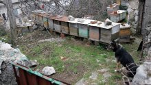 Inspekcija je ustrajna: Pčele treba deložirati