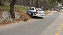 Crnogorska policija šest godina vozila ukraden automobil