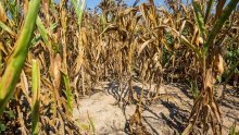 Velike štete na poljoprivredi: Župan Stričak proglasio prirodnu nepogodu zbog suše i za općinu Jalžabet
