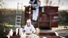 Nizozemska će zbog ptičje gripe usmrtiti oko 102.000 kokoši