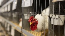 Nizozemska će zbog ptičje gripe usmrtiti 300 tisuća kokoši