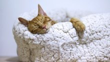 Zašto mačke toliko puno spavaju?